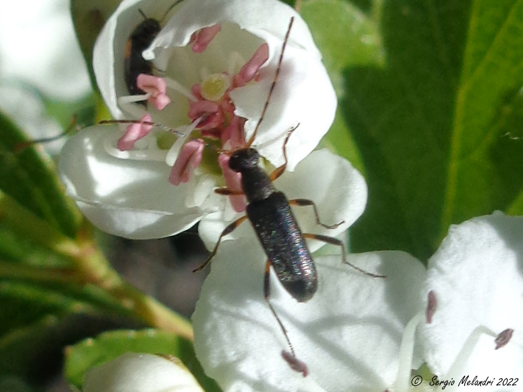 Cerambycidae: Grammoptera ruficornis ruficornis